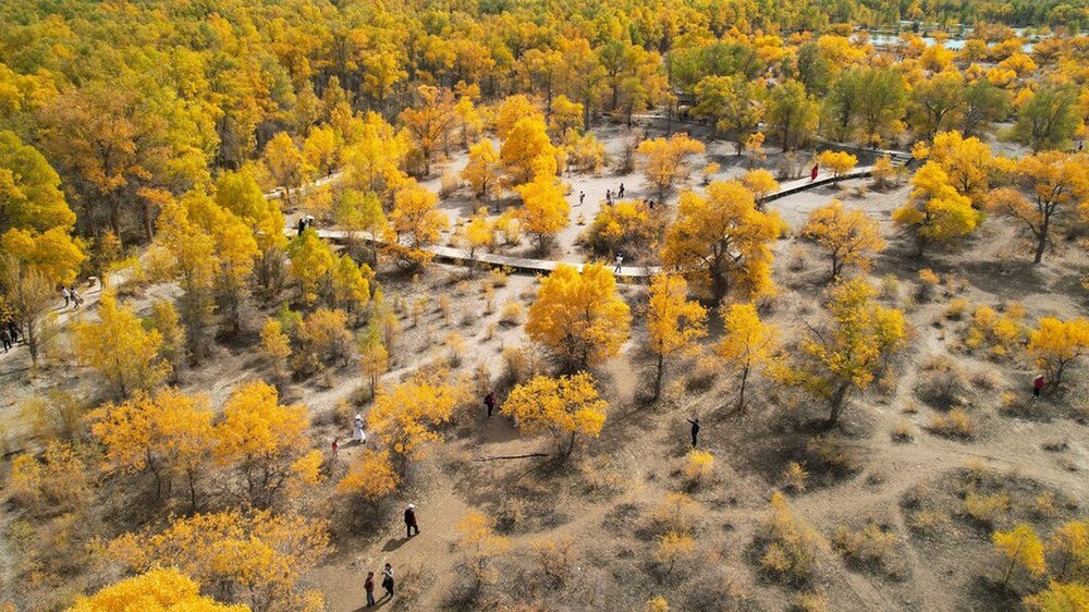 金塔沙漠森林公園.jpg