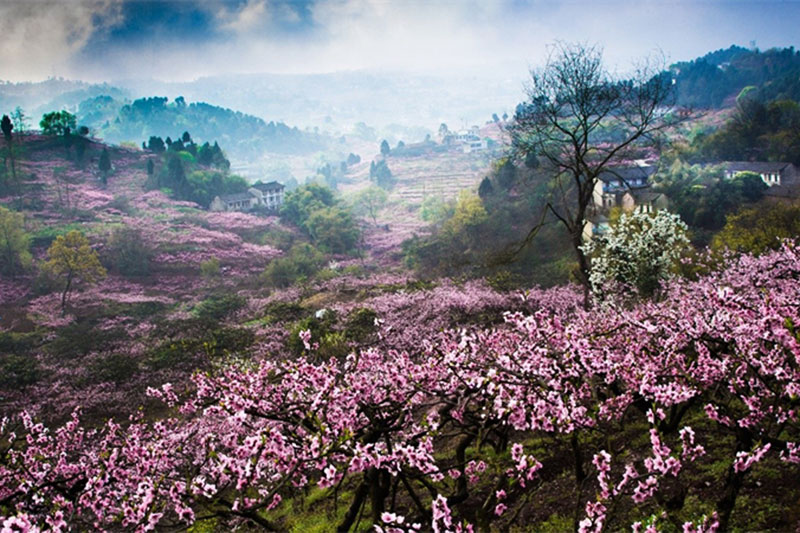 成都市龍泉驛區(qū)桃花村桃花.jpg