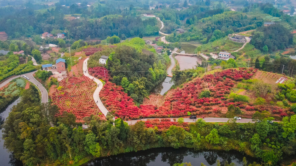 四川：自貢市貢井區(qū)首屆紅葉文化旅游活動將于23日舉辦，五大系列推動文旅產(chǎn)業(yè)發(fā)展！