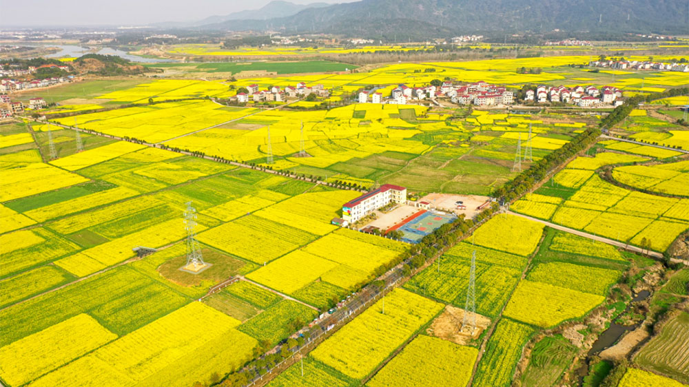 彩色油菜花海.jpg